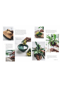 Wild Creations - Plants