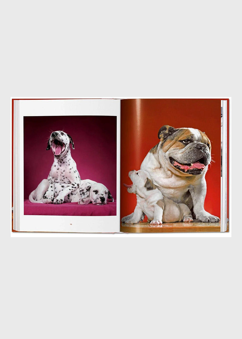 Dogs - Walter Chandoha - Photographs 1941-1991
