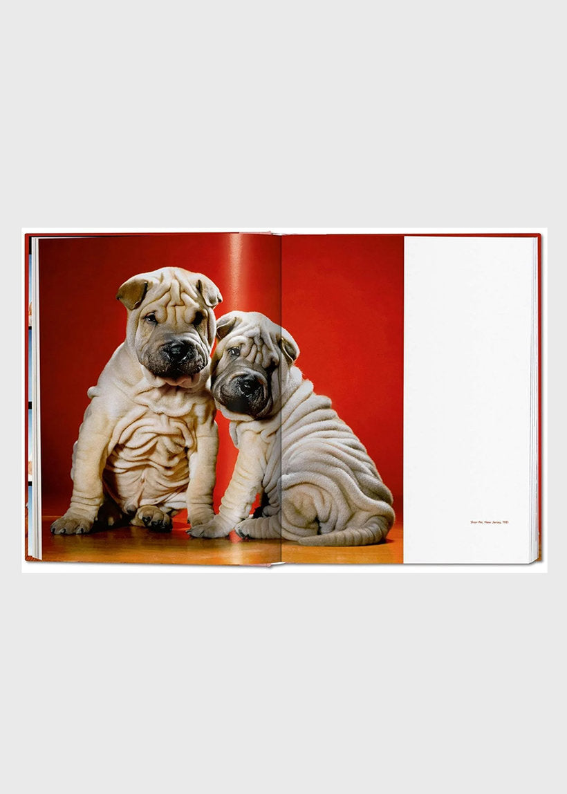 Dogs - Walter Chandoha - Photographs 1941-1991