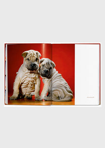 Dogs - Walter Chandoha - Photographs 1941-1991