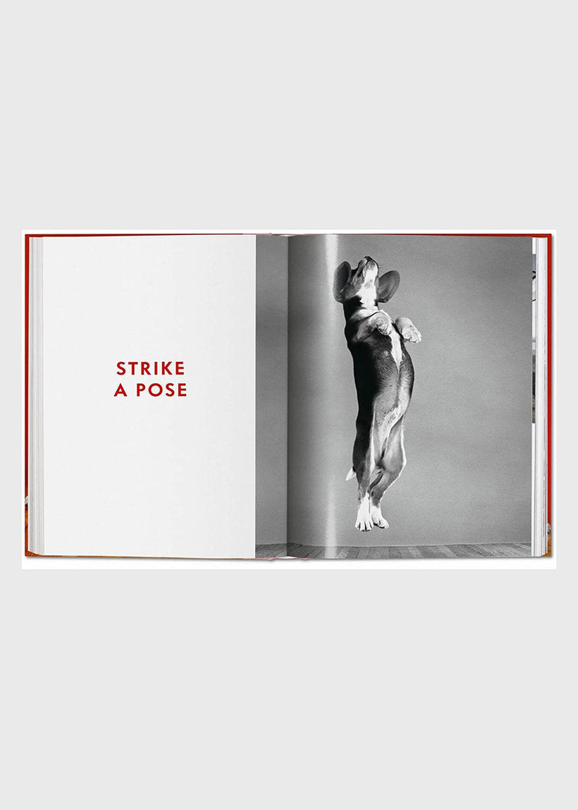 Dogs - Walter Chandoha - Photographs 1941-1991