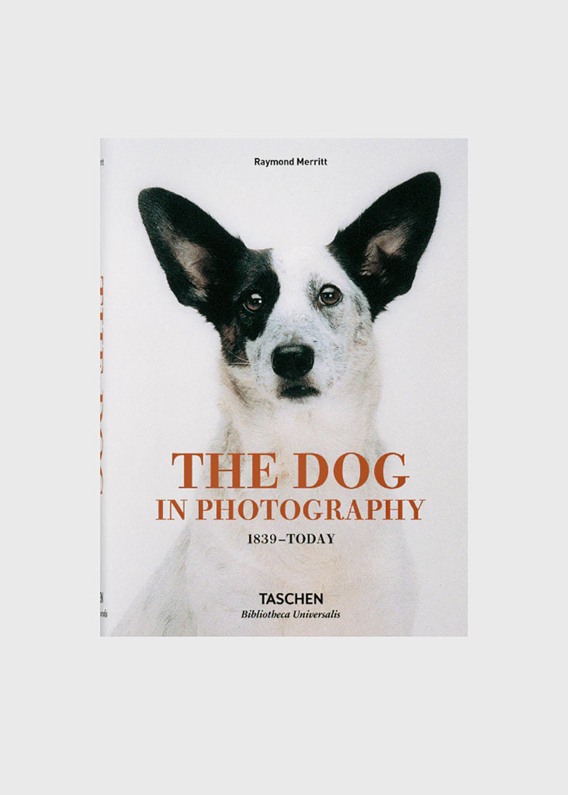 The Dog In Photography