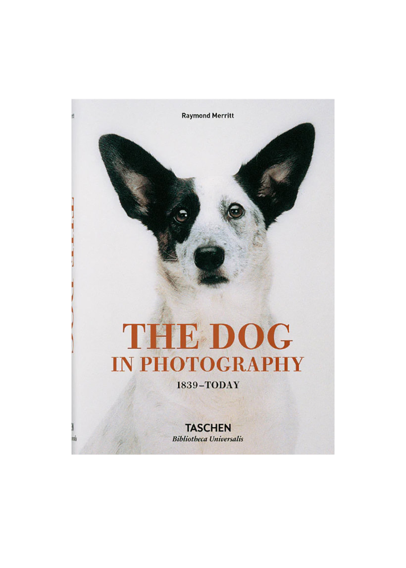 The Dog In Photography