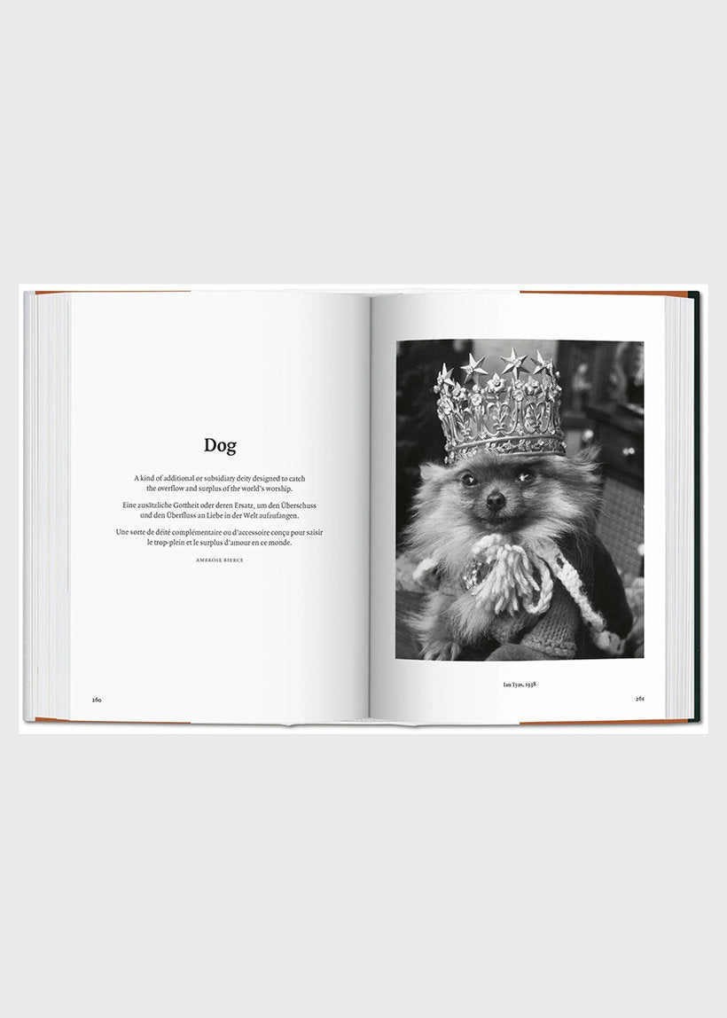 The Dog In Photography