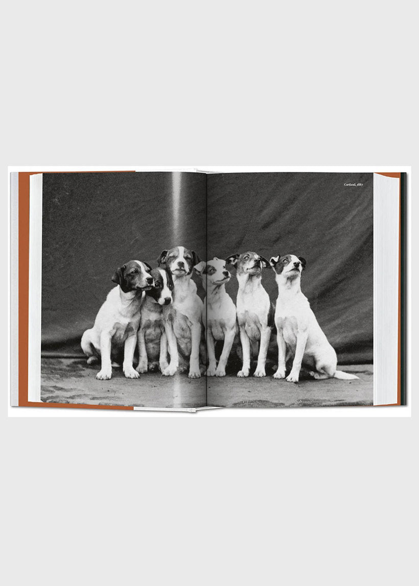 The Dog In Photography