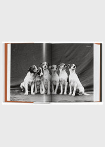 The Dog In Photography