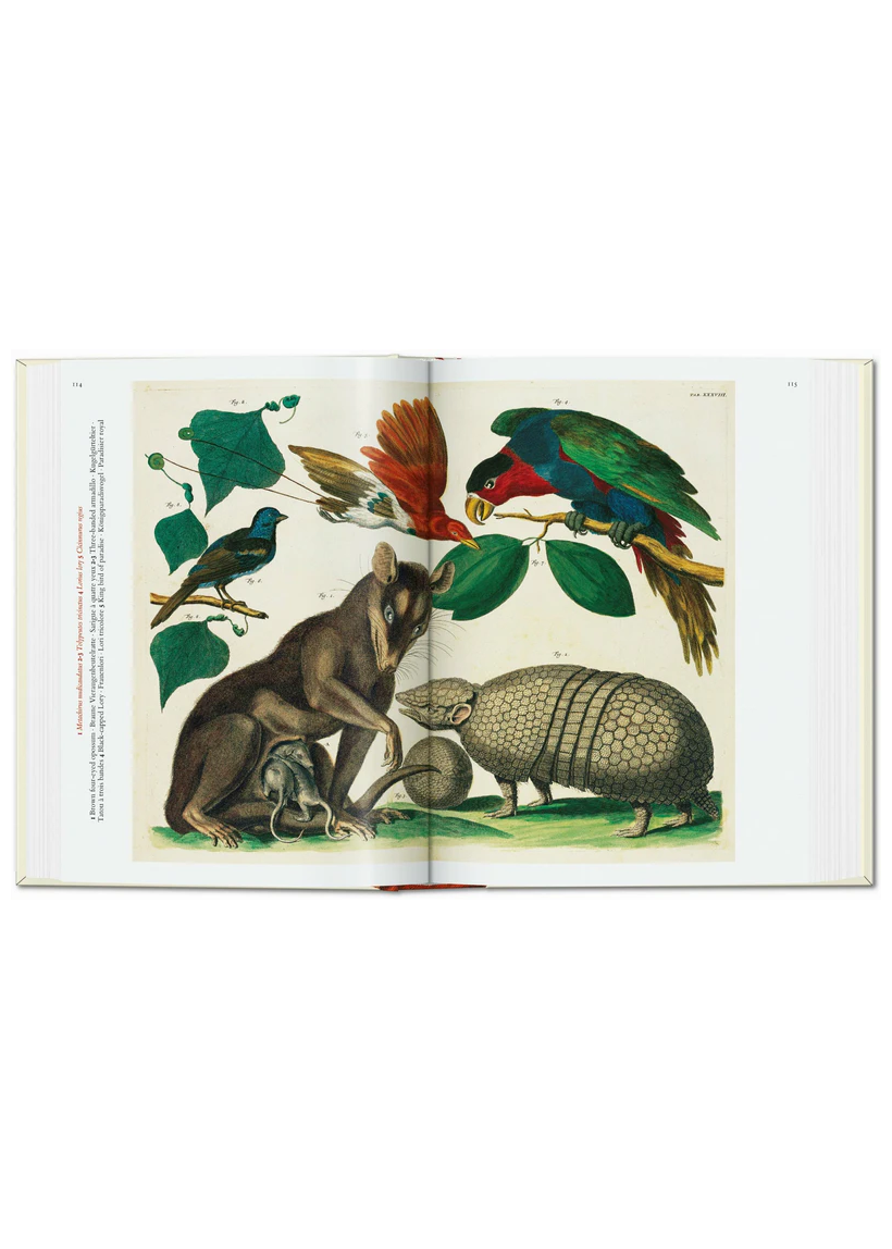 Cabinet of Natural Curiosities